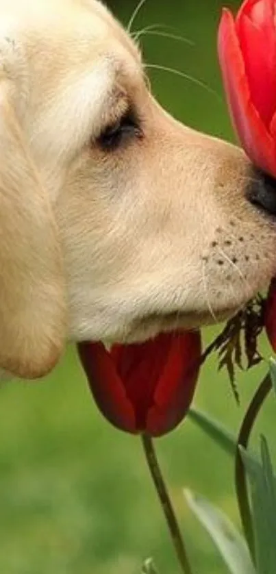 Labrador puppy sniffing red tulips in a green garden background.