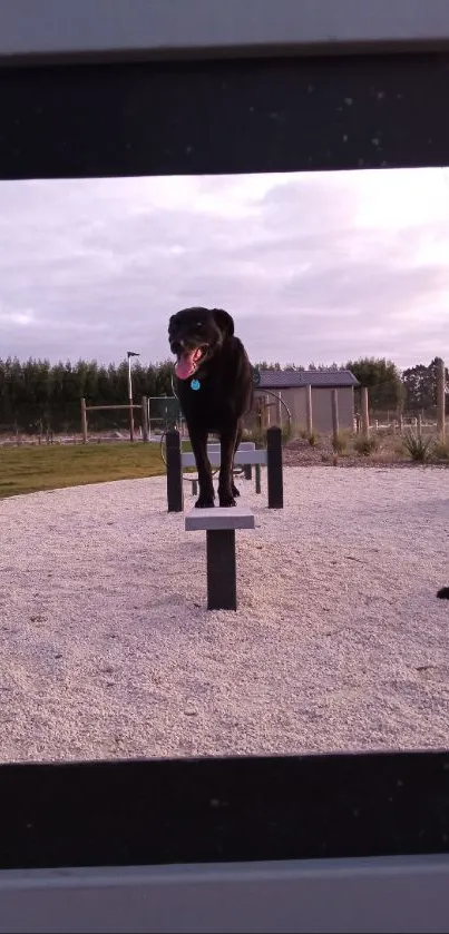 Black dog enjoying a park on a cloudy day, framed within a metallic structure.