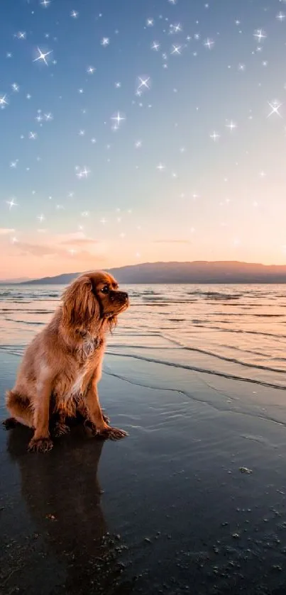 Dog sitting on beach at sunset with stars above.