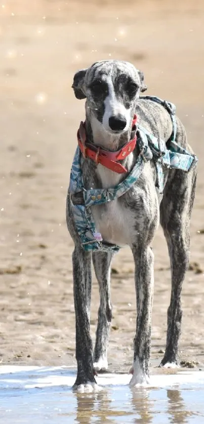 Grey dog standing on beach with water.