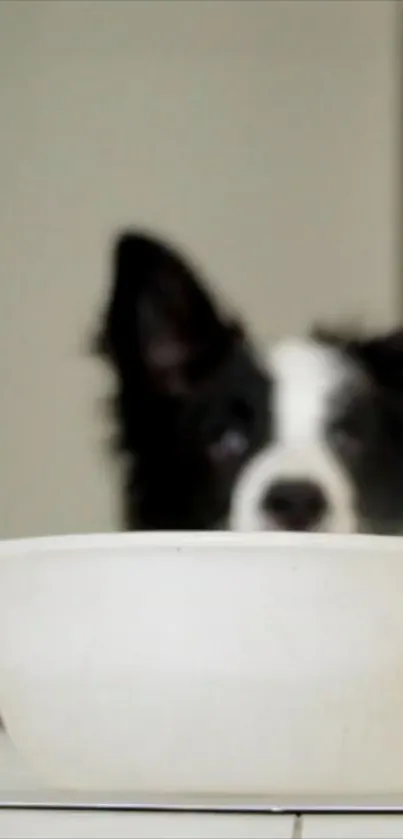 Dog sitting behind a white bowl on a minimalist background.