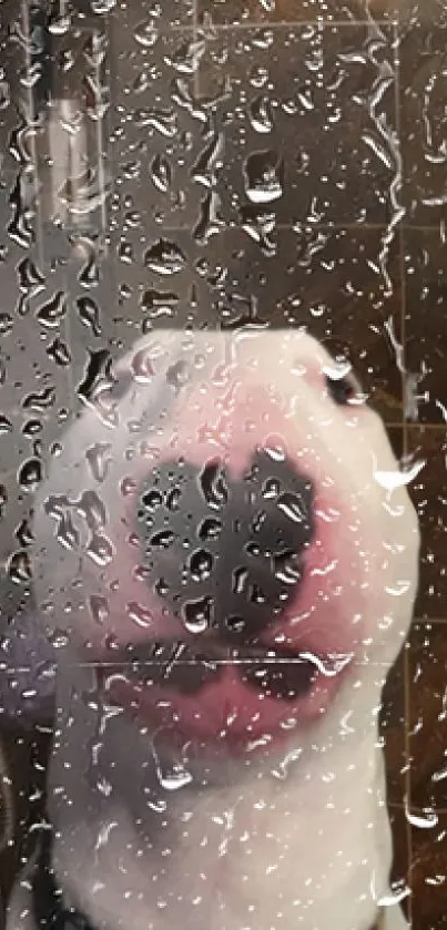 Dog looking through rainy glass, creating a serene mobile wallpaper effect.