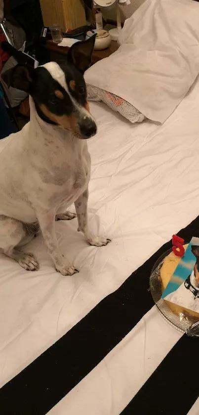 Black and white dog on a bed with a birthday cake and photo.