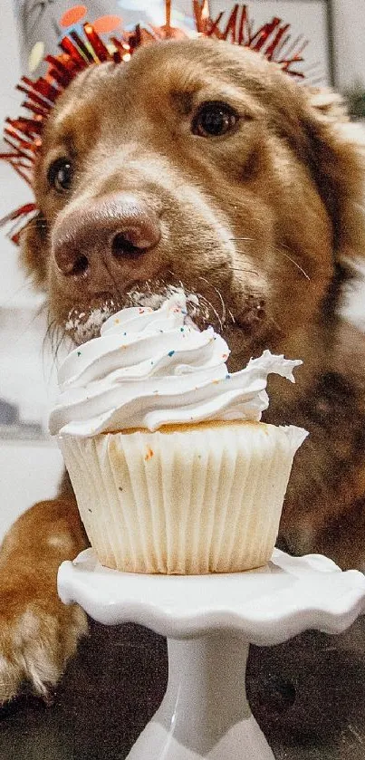 Dog wearing party hat enjoying a cupcake.