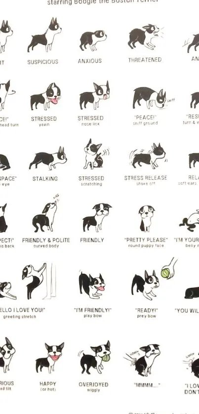 Boston Terrier dog body language chart illustration wallpaper.