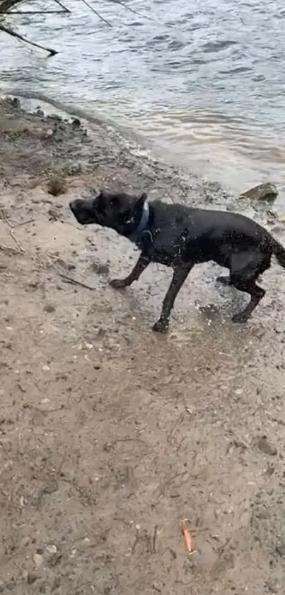 A dog standing by the lakeside on a sandy shore.