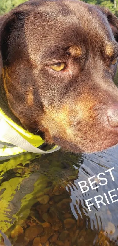 Brown dog by a river with greenery.