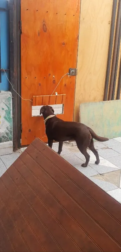 Brown dog by a colorful wooden door, outdoor setting.