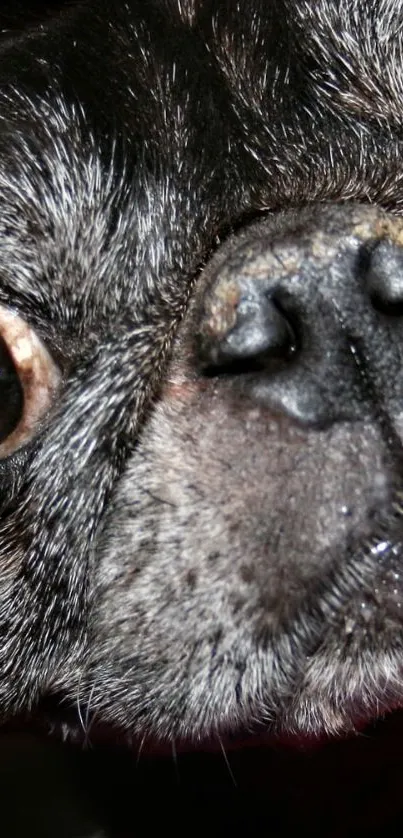 Dog Carnivore Dog Breed Live Wallpaper