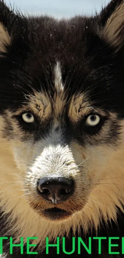 RAMBO  Live Wallpaper