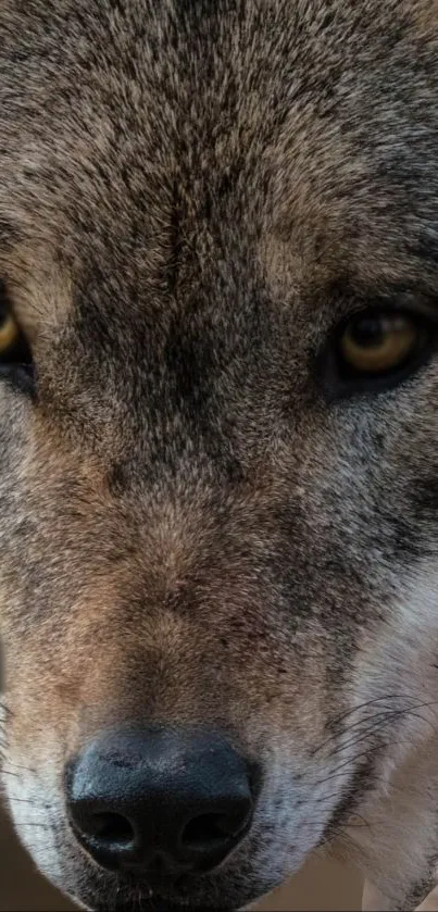 Wolf Live Wallpaper