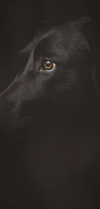 dog Live Wallpaper