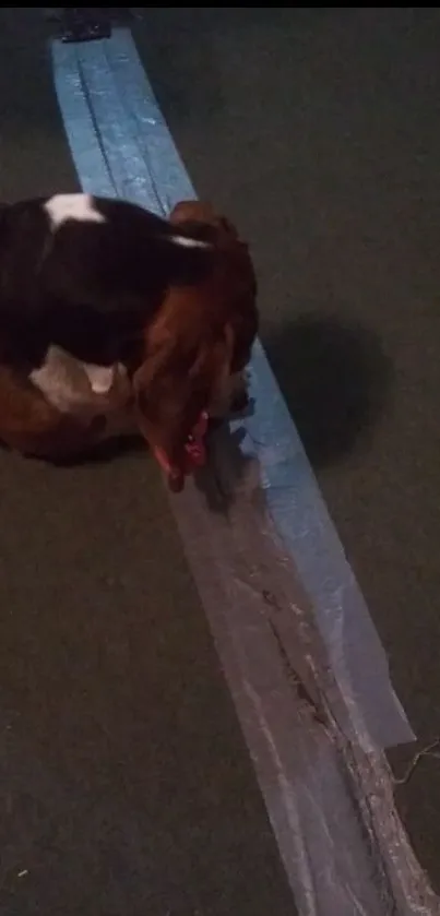 Dog exploring tape on a carpeted floor.