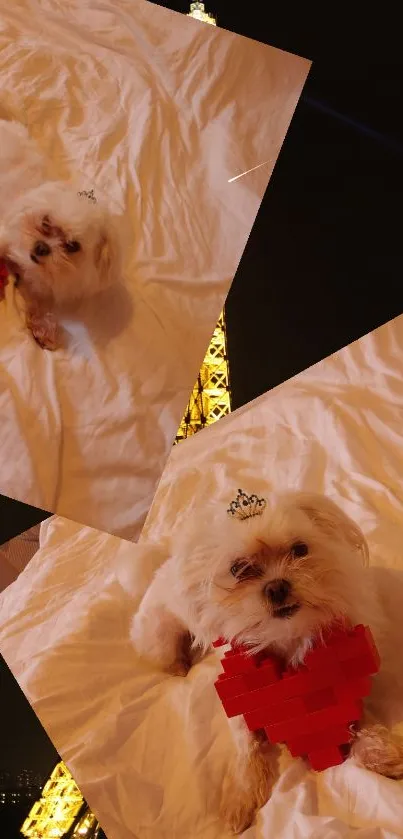 Dog Dog Breed Carnivore Live Wallpaper