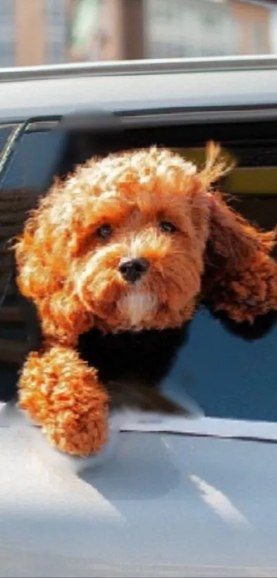 Cute poodle peeking out car window, ideal phone background.