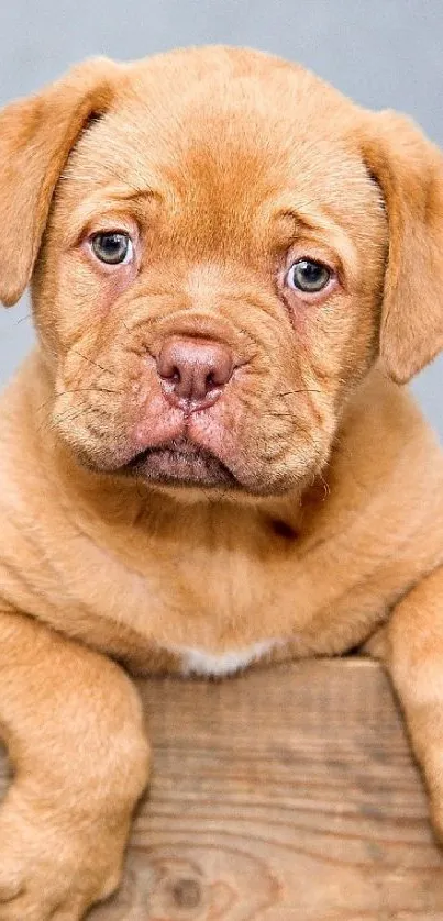 quiet puppy  Live Wallpaper