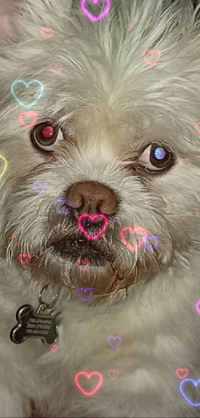 loving Chewbacca  Live Wallpaper