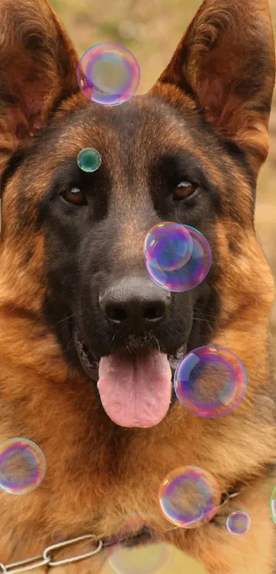 Dog Dog Breed Carnivore Live Wallpaper