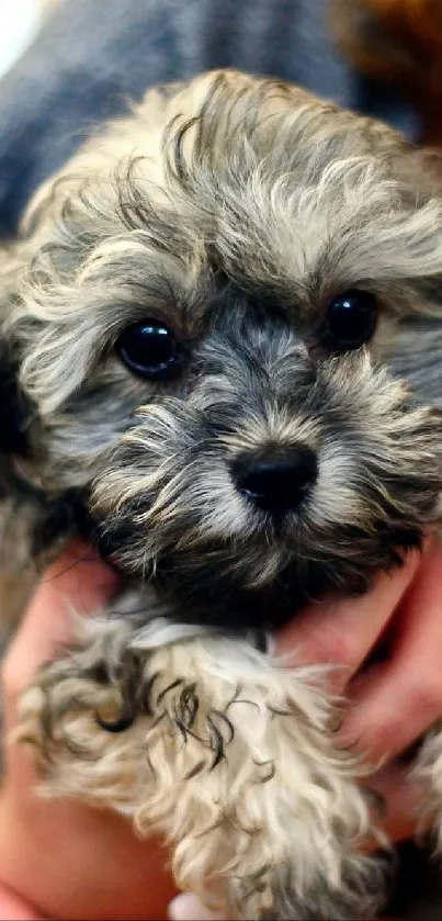 idk what to say Live Wallpaper