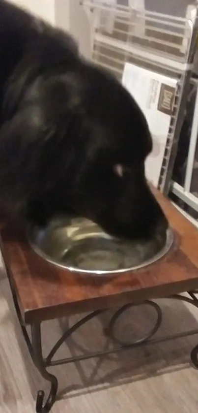 Black dog drinking from a raised bowl.