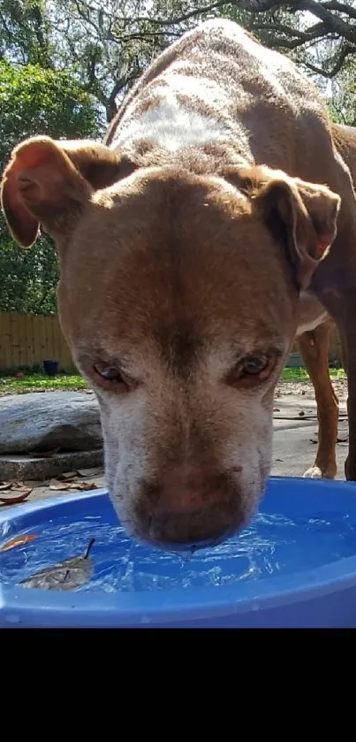 Dog drinking from a blue water bowl outdoors.