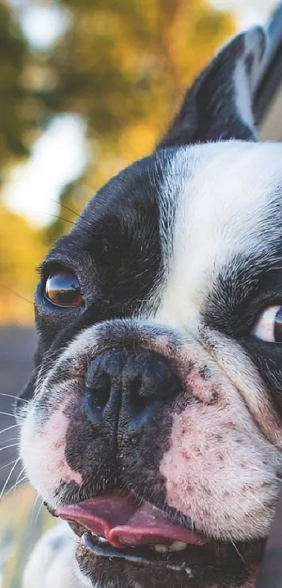 Adorable dog enjoying a car ride with a scenic green background.