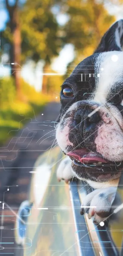 Dog looking out of a car window, enjoying the scenic view.