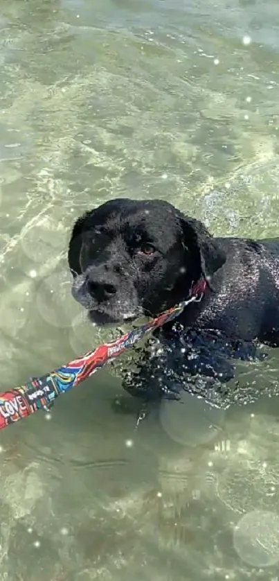 Black dog swimming in the ocean with a colorful leash.