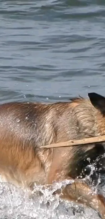 Dog fetching a stick in a vibrant water scene, perfect for wallpaper.