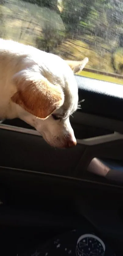 Dog looking out car window during road trip.