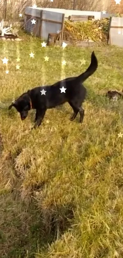 Black dog playing in a grassy field with stars.