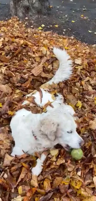 White dog lying in a pile of autumn leaves.