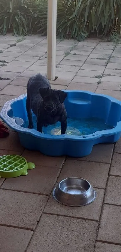 Dog enjoying a kiddie pool in a sunny backyard.