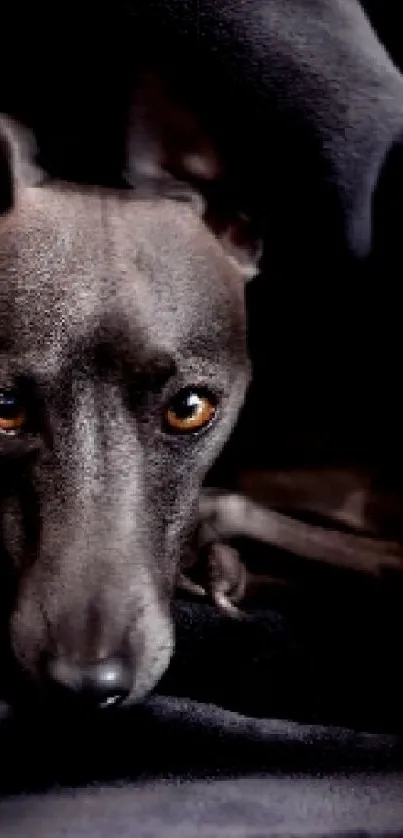 Cute dog nestled in a cozy black blanket.