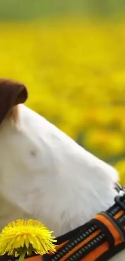 Dog in a vibrant yellow dandelion field wearing an orange harness.