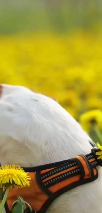 Dog enjoying a dandelion-filled field in a yellow-themed wallpaper.