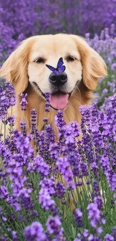 Golden retriever with butterfly on nose in purple lavender field.