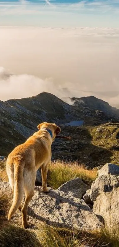 Dog standing on mountain with clear sky and rocky terrain.