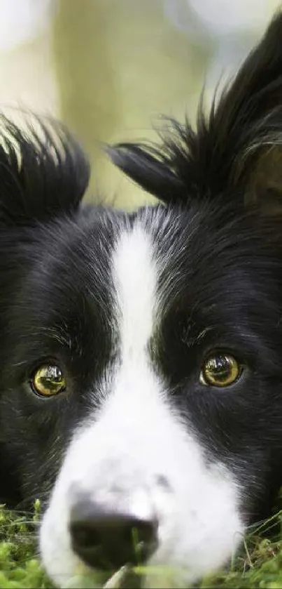 Black and white dog lying in green grass.