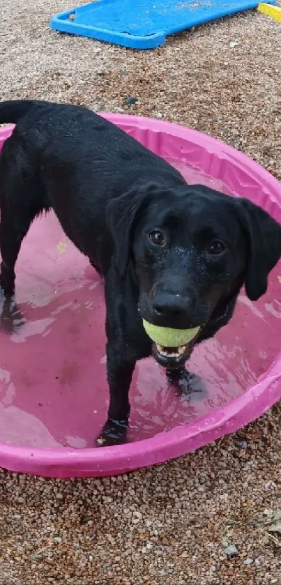 Black dog with ball in a pink pool, playful wallpaper scene.