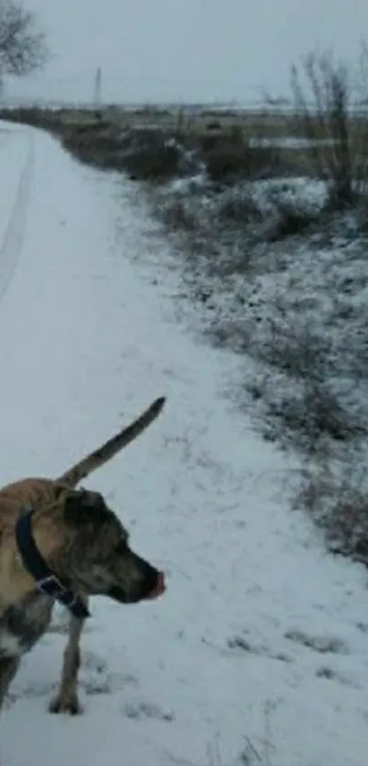 Dog walking along a snow-covered path in a winter landscape.