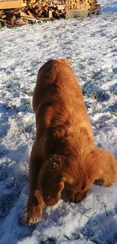 Brown dog playing in snowy yard, perfect for wallpaper.