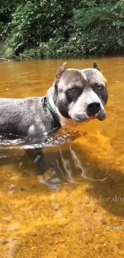 Dog standing in a peaceful river surrounded by green foliage.