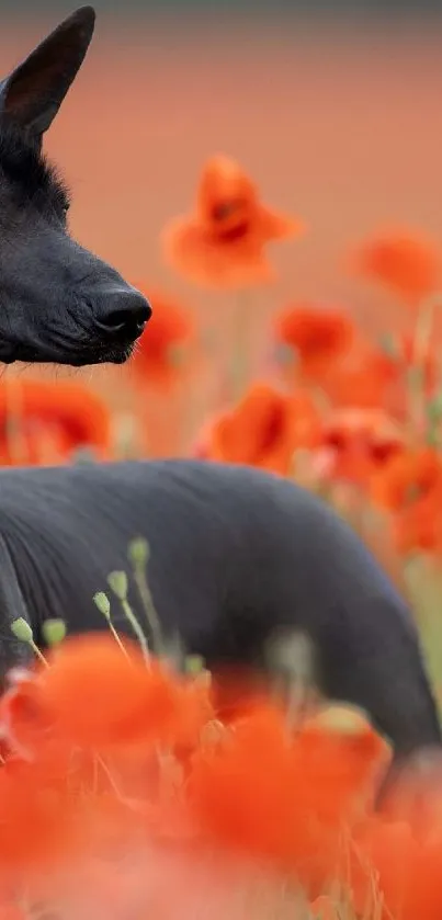 Black dog in orange poppy field wallpaper.