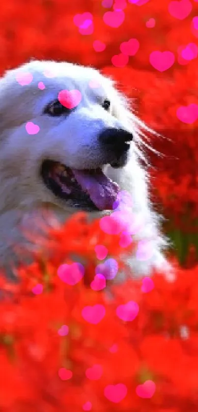 White dog in a vibrant red flower field.