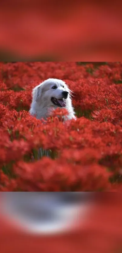 Fluffy white dog in a vibrant red flower field.