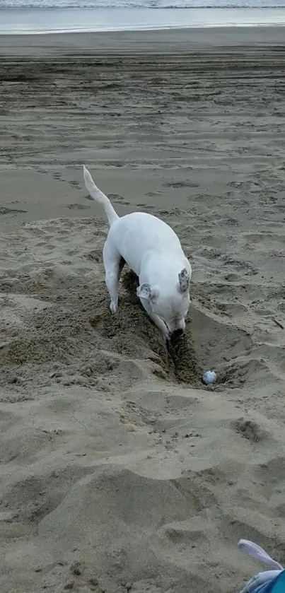 Dog digging in sand on a peaceful beach.