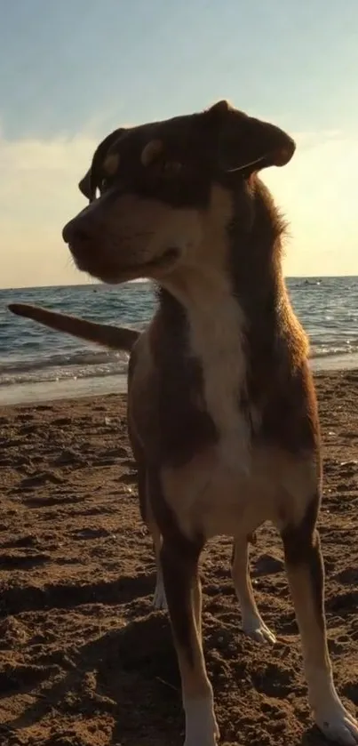 Dog standing on a sandy beach at sunset with ocean in background.