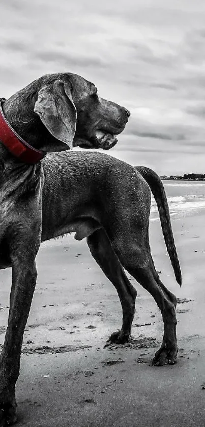 Monochrome beach scene with dog in a red collar.