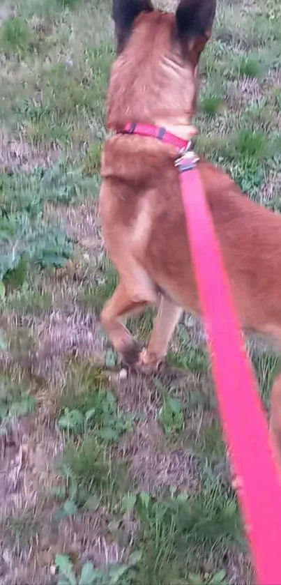 Dog on a leash in a green park setting.